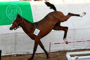 Caballo mató a un hombre