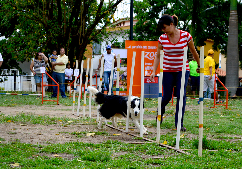 Agilidad Canina