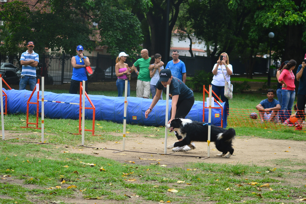 Agilidad Canina