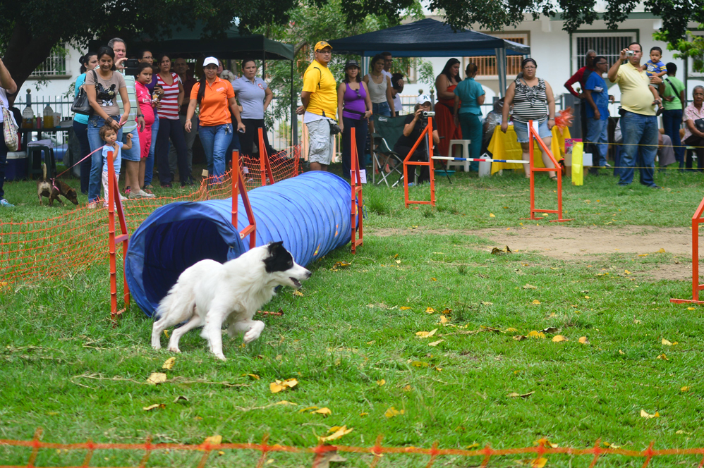 Agilidad Canina