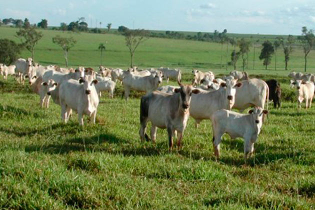 Empresa brasileña firmó contrato con Venezuela para cubrir demanda de carne bovina
