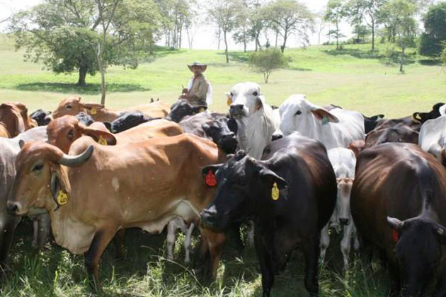 Fedenaga denunció bloqueo de toros para centros de consumo