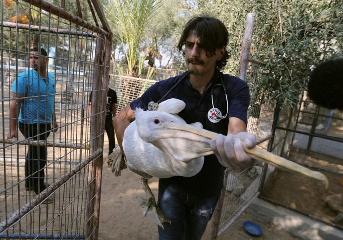 Member of Four Paws International team carries a pelican to be taken out of Gaza, at a zoo in Khan Younis in the southern Gaza Strip