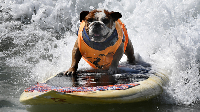 Surf City Dog