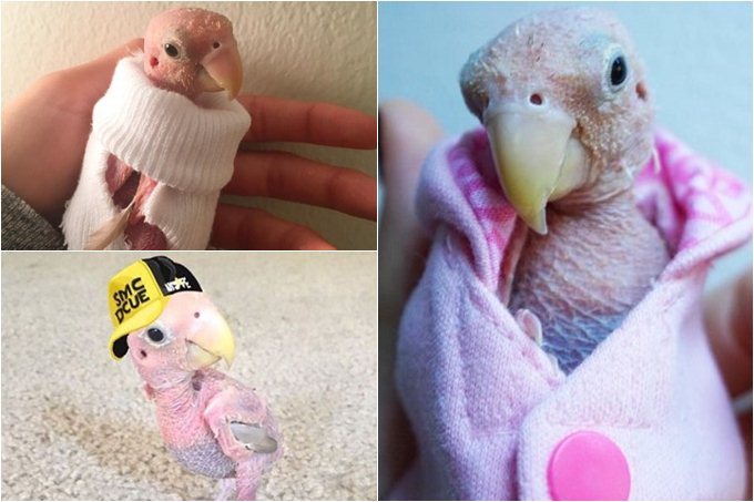 La adorable ave que causó ternura en Instagram (+fotos)