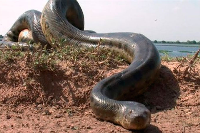 ¡De película! Atrapan anaconda gigante de 400 kilos