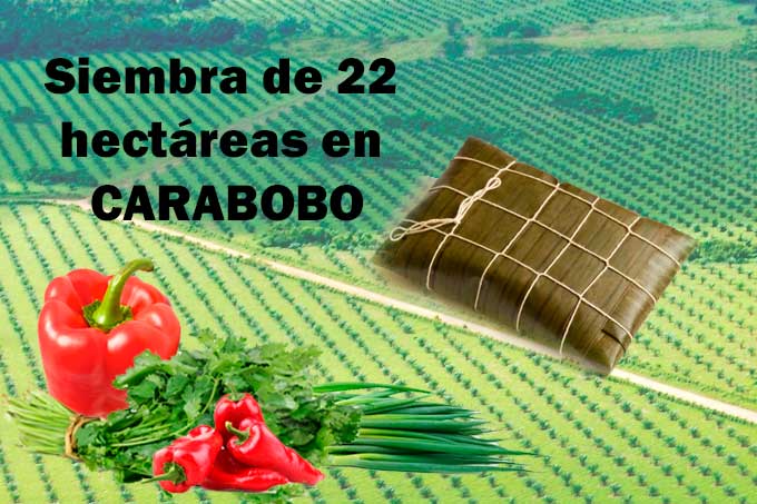 Siembra de 22 hectáreas en Carabobo garantizan hallacas