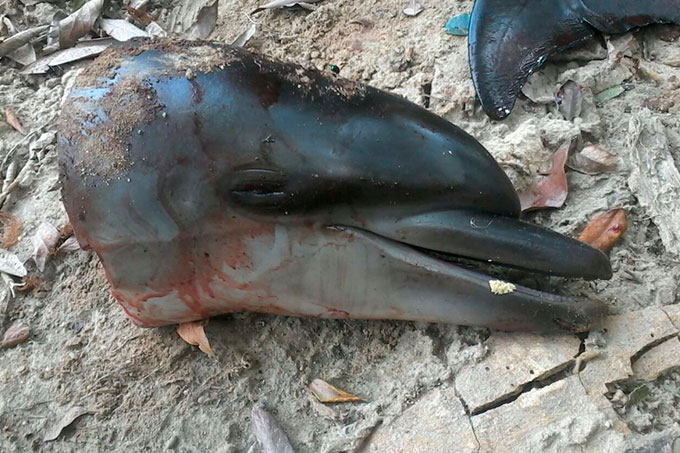 ¡Macabro! Encontraron a un delfín descuartizado en Aragua