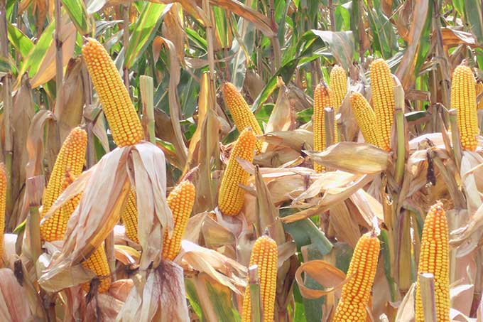 Castro Soteldo pide a agricultores aumentar el uso de semilla nacional