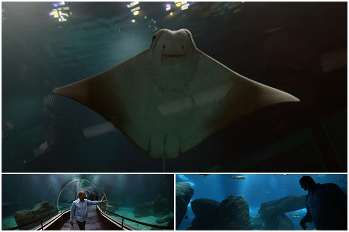 ¡Impresionante! Vive una increíble experiencia en el gigantesco acuario de Río