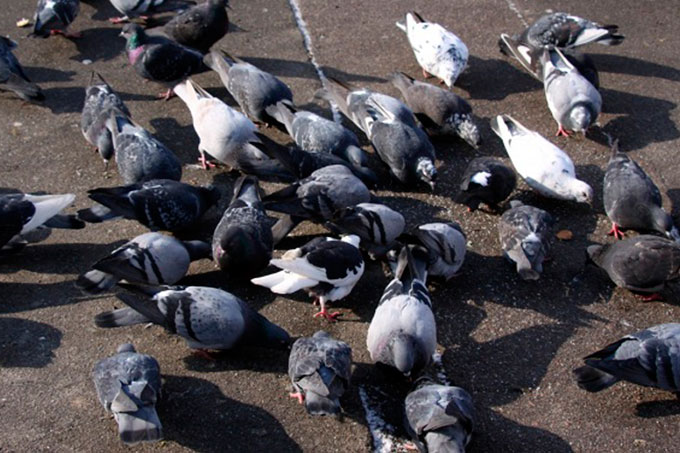 ¡Increíble! Detienen a 150 palomas en India bajo sospecha de espionaje