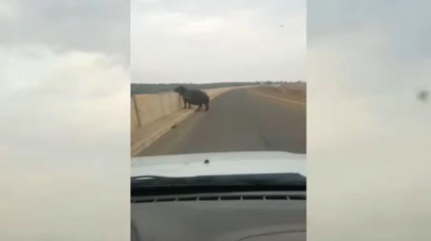 En video: ¡Tremendo susto! Hipopótamo atacó a un turista