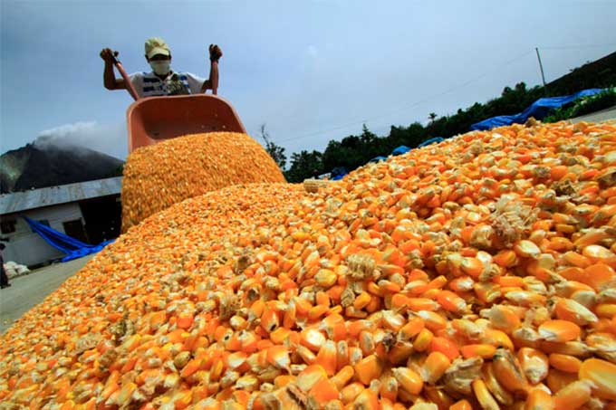 Empresa Silmaca prevé sembrar 50 mil hectáreas de maíz