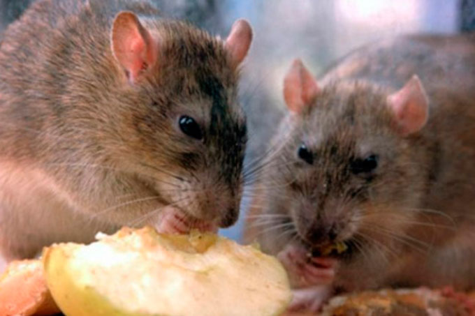 Panadería fue clausurada al descubrir ratas en los mostradores (+video)
