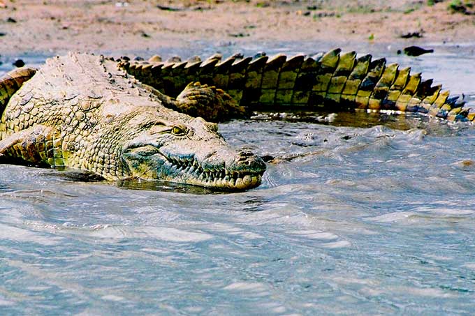 ¡Trágico! Guía turístico murió atacado por cocodrilos en Sudáfrica