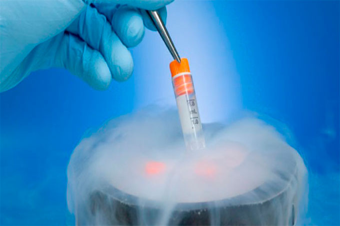 embrión congelado