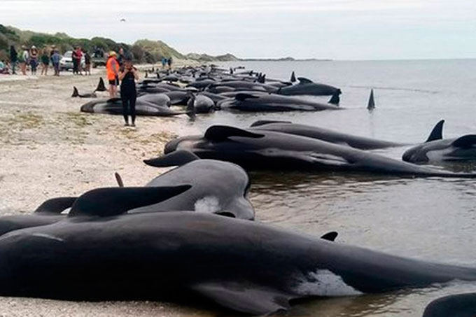 Murieron 300 ballenas y el resto agoniza en Nueva Zelanda
