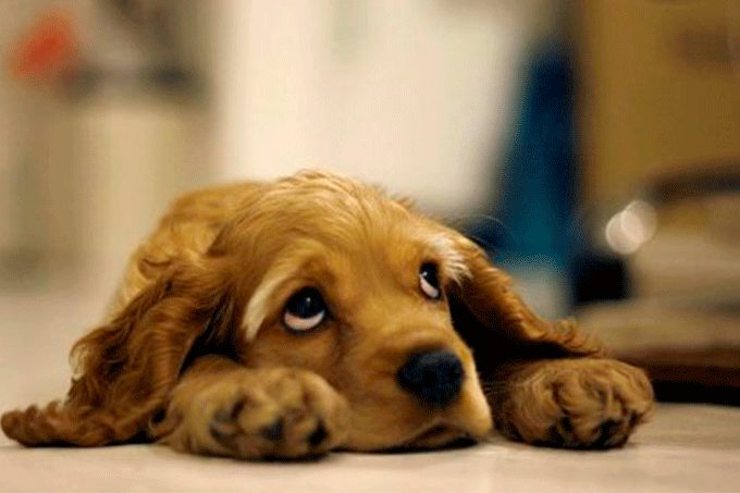 ¡Toma nota! Conoce las 5 cosas que deprimen a los perros