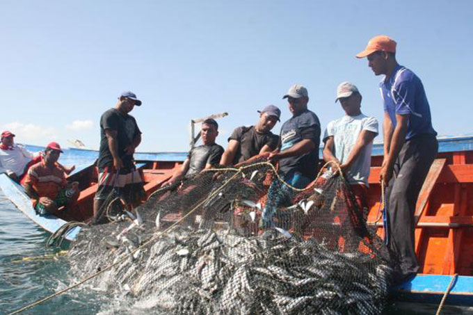 CLAP Pesquero distribuirá 2.800 toneladas de sardinas
