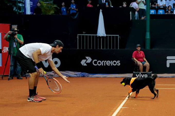 perros callejeros pasan en Abierto de Tenis 