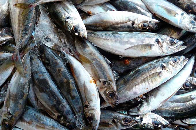 Prevén capturar 450 mil toneladas de sardinas en temporada 2017
