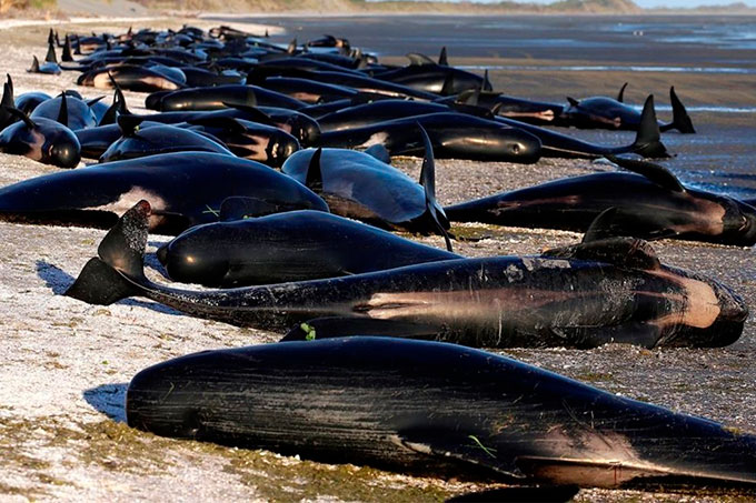 ¡Muerte inusual! Hallan cuerpos de ballenas en playas de Estados Unidos