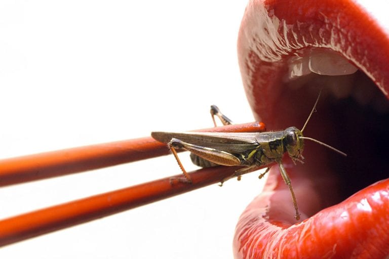 ¿Comerías insectos? Mira las exquisiteces de la comida entomológica