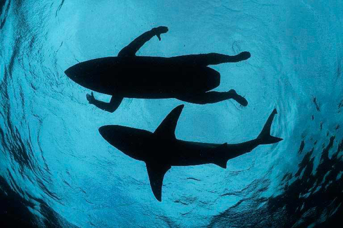 ¡Terror en el mar! Ataque de tiburón acabó con la vida de surfista