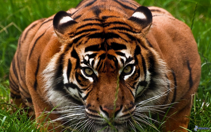¡Trágico! Mujer murió tras ser atacada por un tigre (+fotos)