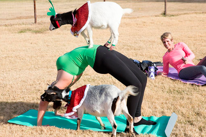 ¿Te atreverías? La nueva tendencia relajante: hacer yoga con cabras