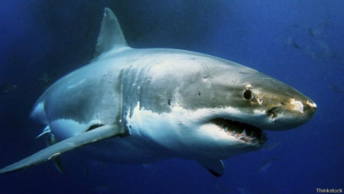 En video: ¡Terrorífico! Hombre fue mordido por un tiburón