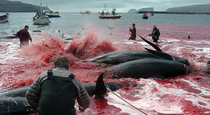 ¡Atroz tradición! Aguas se tiñen de sangre tras masacre de ballenas (+video)