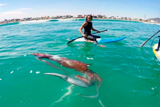 Calamar gigante ataca a surfista y casi lo arrastra al fondo del mar (+video)