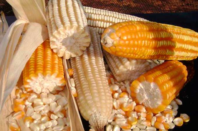 Plan de Siembra distribuirá semillas para cultivar 720 mil hectáreas de maíz