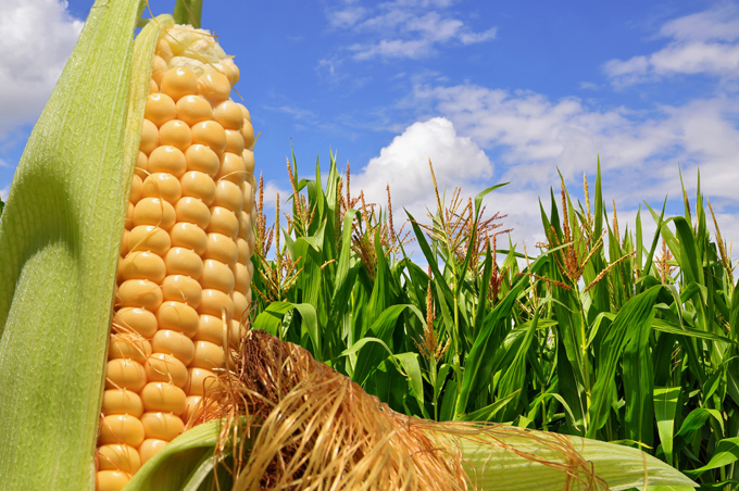 Distribución de semillas de maíz abastecerá 715 mil hectáreas