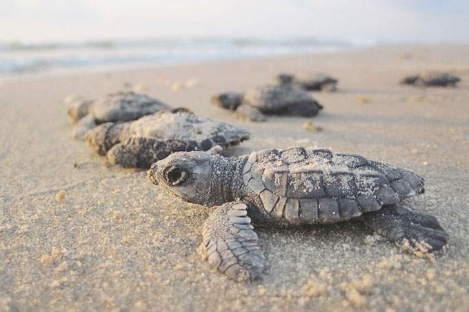 Día Mundial de las Tortugas Marinas: 10 curiosidades de tan hermosas criaturas