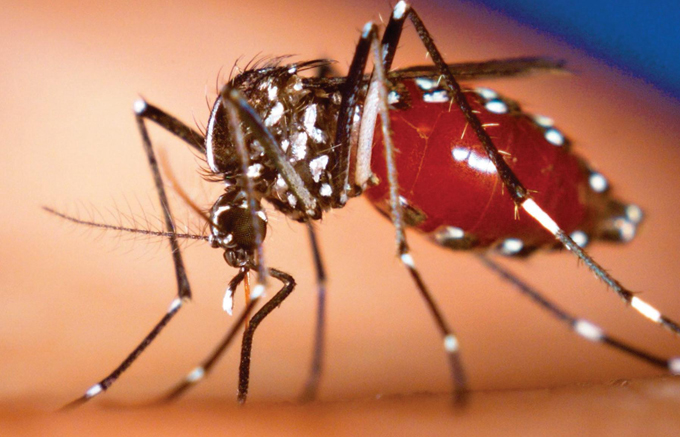 ¡Alerta! Chikungunya podría expandirse por el mundo (+tuit)