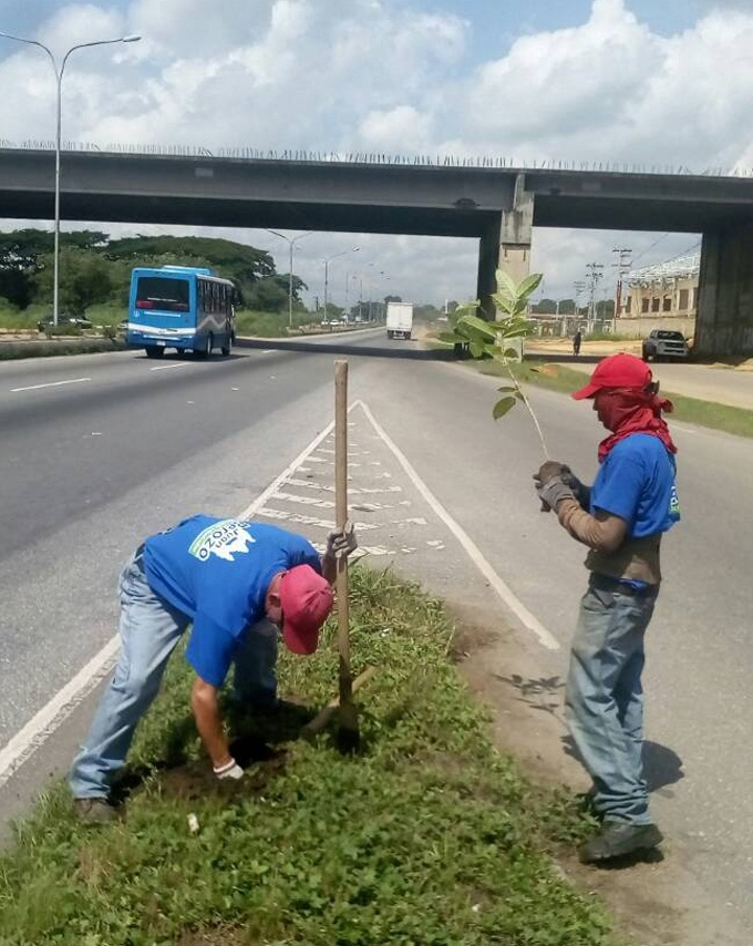 Alcaldía de Libertador inició plantación de árboles en Autopista del Sur