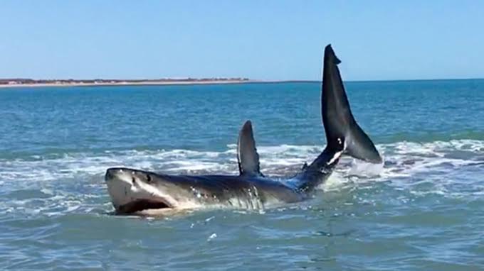 ¡Susto! Enorme tiburón blanco causó pánico en playa de México (+video)