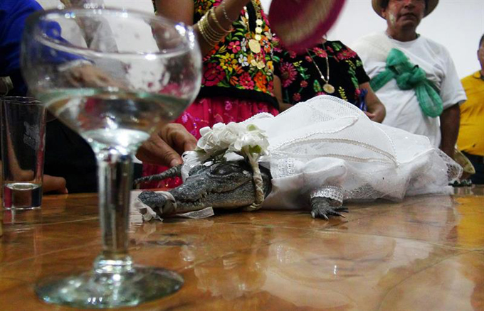 ¡Increíble! Alcalde mexicano se casará con un caimán (+fotos)