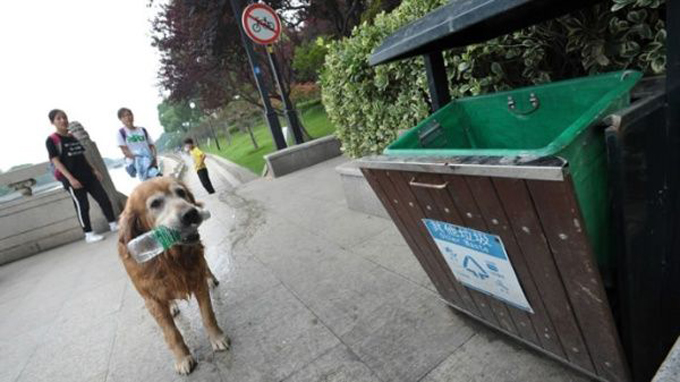 ¡Heroico! Perro remueve objetos plásticos de río en China