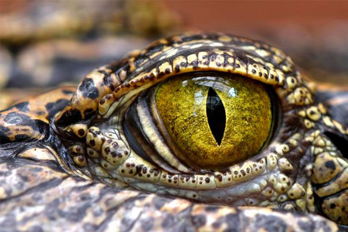 ¡Asombroso! Inmenso cocodrilo causó revuelo en Australia