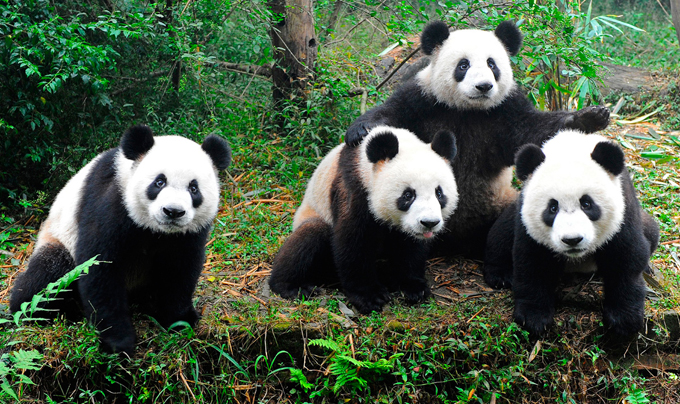China: mira cómo arremeten estos cuidadores contra osos pandas
