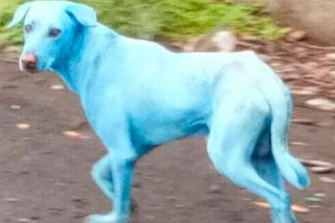 Perros azules: extraño fenómeno que mantiene en asombro a la India
