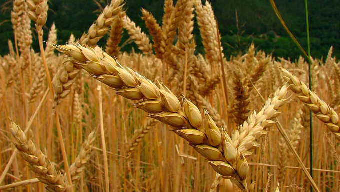 Rusia entregará 600.000 toneladas de trigo a Venezuela