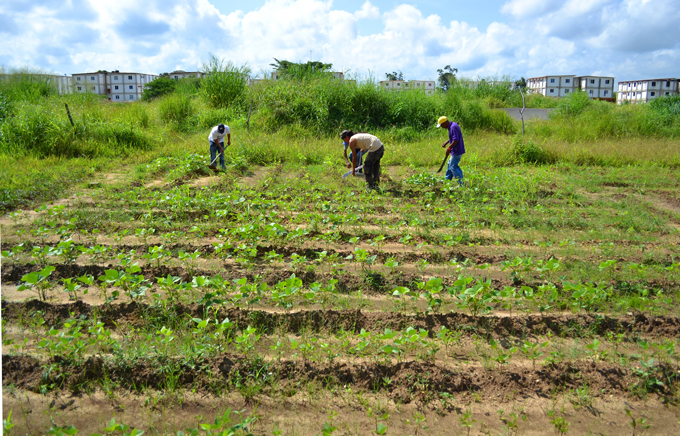 Gobierno impulsa producción agro-urbana para abastecer al pueblo