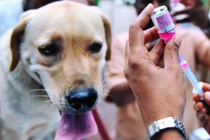 ONU creó plan para acabar con muertes por rabia canina