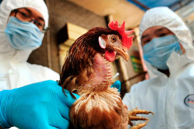 ¡Alerta! Detectan en Chile segundo brote de gripe aviar