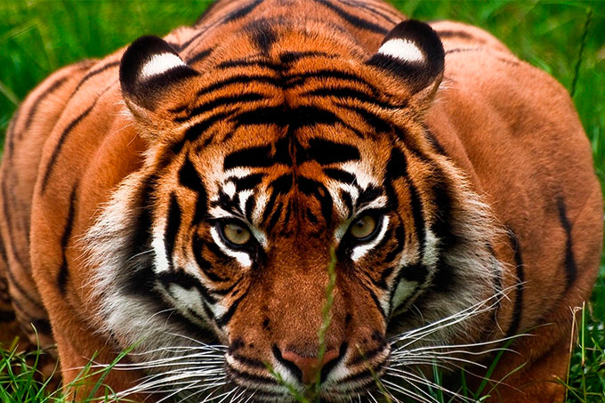 ¡Casi no lo cuenta! Mujer sobrevive al ataque de un tigre en Rusia