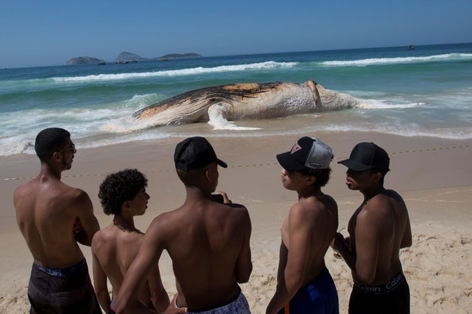 Río de Janeiro: cadáver de una enorme ballena sorprende a bañistas